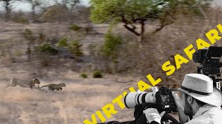 Lions Ambush Leopard Family Explained Virtual Safari 245 [upl. by Eemiaj]