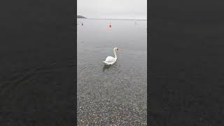 Wasserburg Bayern Germany travel хочуиеду swan world see germany history holiday lake [upl. by Theresa34]