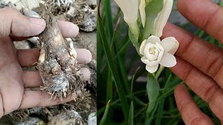 How to Grow and Care Double Tuberose Bulb With Updates  Rajnigandha  Polianthes Tuberosa [upl. by Waynant]