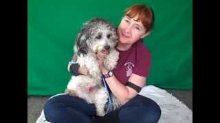 A4833295 Teddy  Bichon FriseLhasa Apso Mix [upl. by Tallie233]