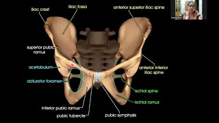 Gluteal Region  Gross Anatomy [upl. by Troyes]