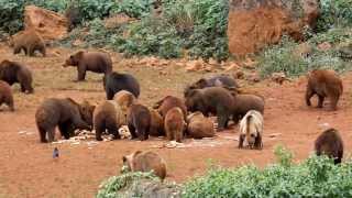 Parque Natural de Cabárceno  Osos a la hora de comer [upl. by Benil]