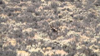 Central Oregon Mule Deer Mating [upl. by Ayerdna]