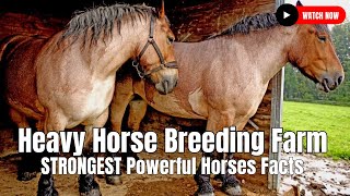 Heavy Horse Breeding Farm  STRONGEST Powerful Horses Facts [upl. by Namialus]