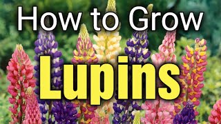 How to Grow Lupins from Seed  Beginners Guide  Lupins in Containers  Gardening for Beginners [upl. by Maren189]