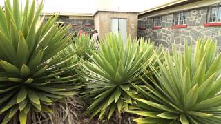 Robben Island [upl. by Uolymme]