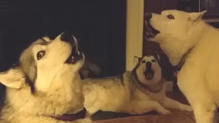 Pack of Huskies Sing Together 🐕🐕🐕 [upl. by Anirb659]