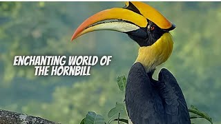 Hornbill Facts  Helmeted Hornbill  Hornbill [upl. by Gosselin776]