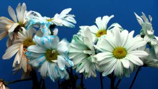 Time Lapse of Daisies Changing Color and Wilting [upl. by Loos]