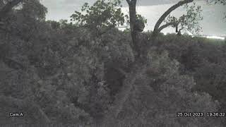 National Arboretum Eagle Cam A [upl. by Luben83]