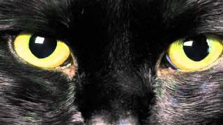 The Black Cat Audiobook Part 2 [upl. by Sherard]