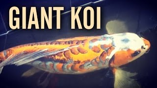 Giant 3ft Shusui Jumbo Butterfly Koi [upl. by Dihgirb]