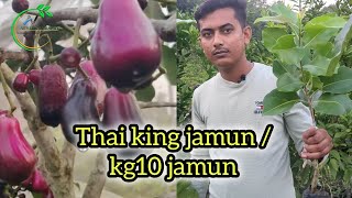 Thai king jamun kg 10 jamun ।। Afsana Nursery ।। 7601949430 [upl. by Eipper]