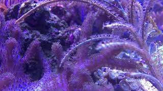 40 Gallon Peninsula Soft Coral Reef Tank [upl. by Lidda]