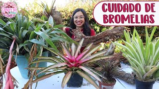 PLANTANDO BROMELIAS EN TRONCOS â”‚Candy Bu [upl. by Sylvie260]