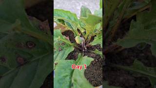 Gerbera Time Lapse ll Gerbera Flower short shorts Gerbera flower [upl. by Remat612]