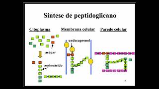 Aprenda Plugado  BACTERIOLOGIA  Aula 05 Slide 14  síntese do peptidoglicano [upl. by Kra]