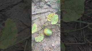 Chibber \ kachri \ chibad \ kachar shorts ytshorts kachri kachari harvesting trending [upl. by Nedyah]