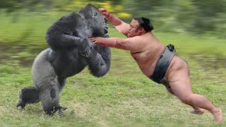 Gorilla VS Human [upl. by Ivar]