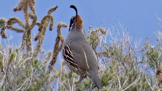 Male Gambels Quail Bird Call [upl. by Starla]