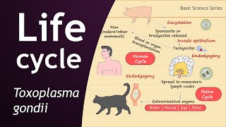 Life Cycle of Toxoplasma gondii  Parasitology  Basic Science Series [upl. by Dilly]