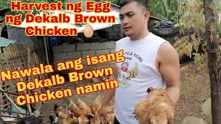 Harvest tayo ng Egg ng Dekalb Brown Chicken🥚🤗 [upl. by Reivazx601]