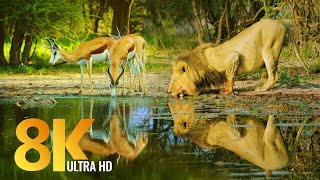 Amazing Wildlife of Botswana  8K Nature Documentary Film with music [upl. by Annoda]