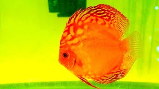 JACK WATTLEY DISCUS HATCHERY TOUR  Breeding Discus Fish and Wild Caught Discus [upl. by Tifanie]