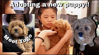 Adopting a puppy in NYC vlog [upl. by Stannwood]