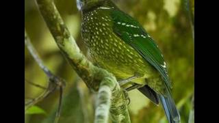 Call of the Green Catbird in Queensland Australia [upl. by Goren]