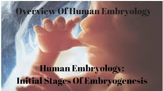 Human Embryology Initial Stages Of Embryogenesis [upl. by Abrahams]