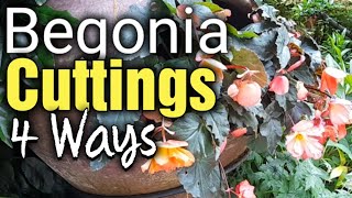 How to Propagate Begonia Cuttings by Stem and Leaf Cuttings  Gardening for Beginners [upl. by Suivatco277]