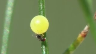 Trichogrammatidae Trichogramma gicai parasitizes eggs of Papilio machaon [upl. by Beitz]