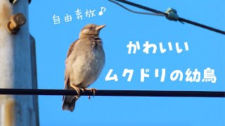 可愛いムクドリの幼鳥｜親子でのんびりタイム [upl. by Watt]