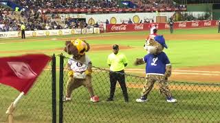 Licey vs escogido mascotas [upl. by Groscr]