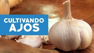 ¿Cómo plantar y cultivar ajos [upl. by Larson]