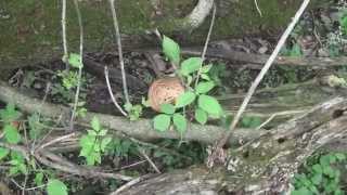 Strange Sound While Mushroom Hunting [upl. by Punke]