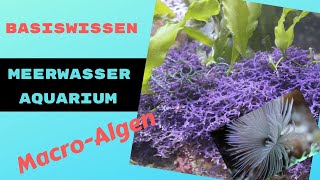 Meerwasseraquarium MakroAlgen und Weichkorallen Arten Haltung und Empfehlungen [upl. by Nylicaj440]