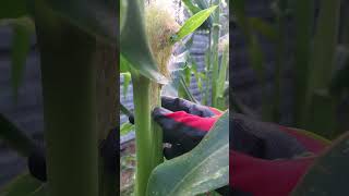 Lots of corn after hand pollination 🌽🍂⬆️ healthyharvest garden gardeningharvest gardening [upl. by Adnolahs]