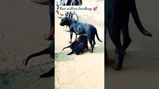 Rot willer feeding 💕🐅doglover dogbreed feedshorts shortsvideo pitbullsofficial rottweiler [upl. by Zebulen]