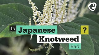 Is Japanese Knotweed bad [upl. by Aliahkim]