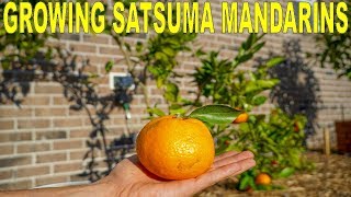 Satsuma Mandarin Growing Guide  Owari Satsuma Cold Hardy Citrus Tree [upl. by Turrell]