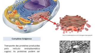 Funções das organelas em células eucariontes [upl. by Lehcem]