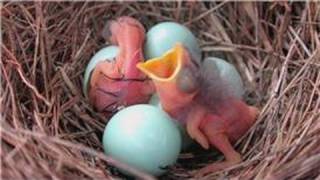 Bluebirds  How Long Does It Take for Bluebirds to Hatch [upl. by Ehudd337]