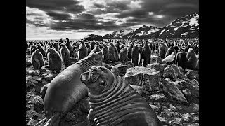 Trailer quotSebastião Salgado − Genesisquot [upl. by Anhoj]