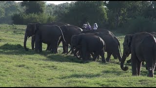 Spotting a beautiful Elephant Herd at Minneriya National Park [upl. by Netfa]