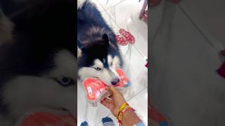 Kis kis ke dogs ko milk bone pasand hai jldi jldi comments me batao ♥️ husky youtube huskysmile [upl. by Lyrpa168]