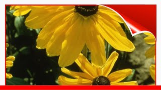 9 Great Varieties Of Rudbeckia 🛋️ [upl. by Gnav]