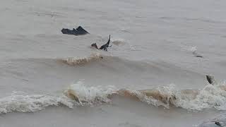 Hurricane Harvey effects on Lake Houston at Lakeview Park [upl. by Jar]