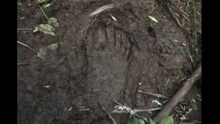 Possible Juvenile Sasquatch Track [upl. by Sitoel348]